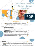 Diapositivas de Genitourinario. Anatomia