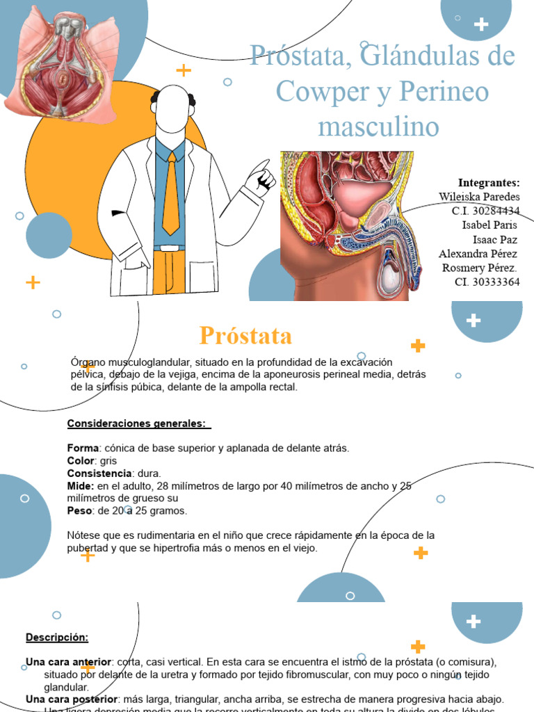 Anatomía de la Próstata y Estructuras Relacionadas | PDF | Próstata ...