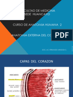 3.-Anatomía Externa Del Corazón