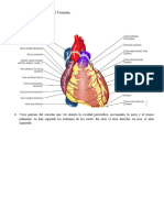 Detalles Anatómicos Del Corazón y Pulmones