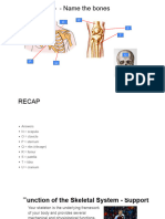 Functions of The Skeleton