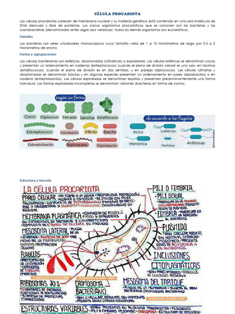 Celula Procariota | PDF | Las bacterias | Biología Celular)