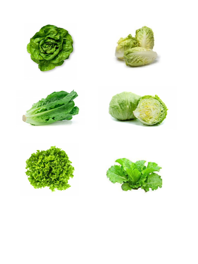 Types of Lettuce | PDF
