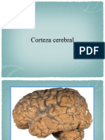 Corteza Cerebral