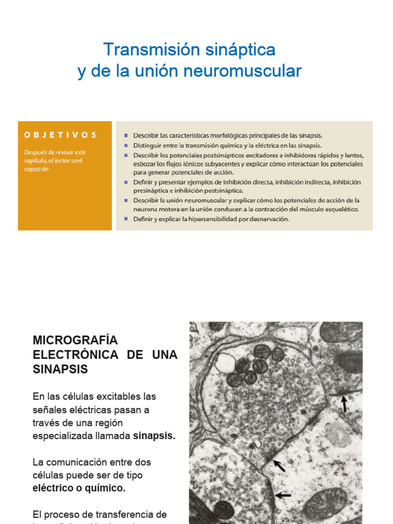 TRANSMISION SINAPTICA y de La Union | PDF | Sinapsis | Unión neuromuscular