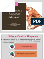 Contracción y Relajación Muscular