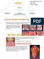 Mucosa Bucal