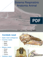 4 - Sistema Respiratório - Anatomia Animal