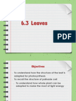 L6.3 Laef Structure