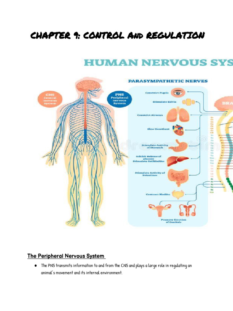 Nervous System | PDF | Autonomic Nervous System | Neuron