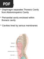 Anatomy of the Peritoneum Explained | PDF | Peritoneum | Anatomy