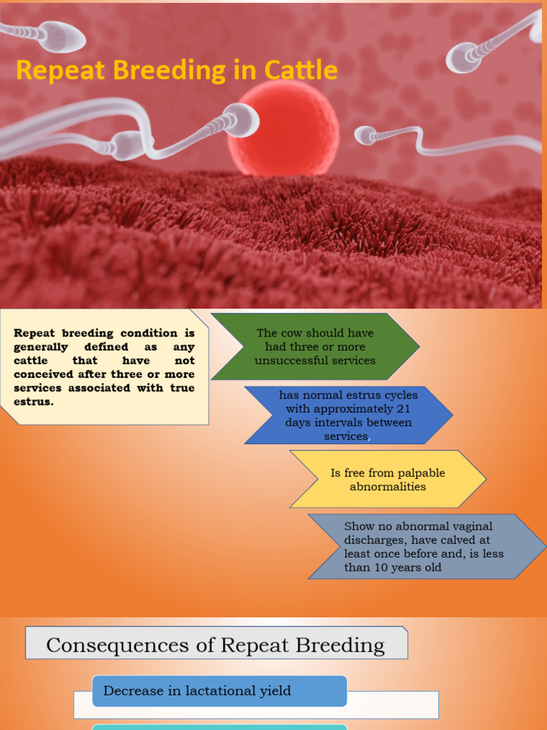 Repeat Breeding in Cattle PDF Cattle Endocrine System