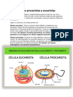 Células Procariotas y Eucariotas