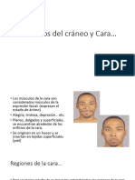 Músculos Del Cráneo y Cara