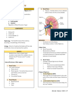 Urinary System Transes