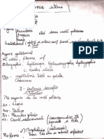 Anatomie Uterus