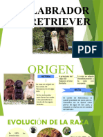 Labrador Retriever Origen