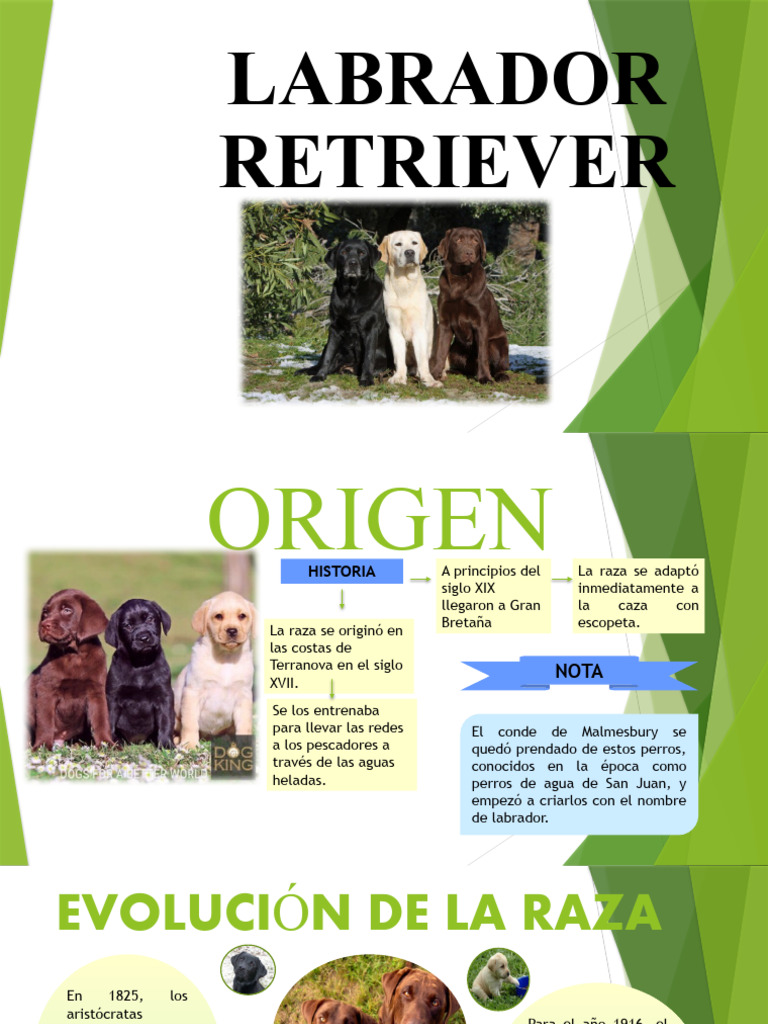 Origen e historia del labrador retriever | PDF