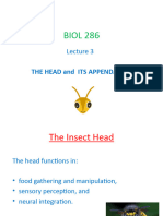 BIOL 286 Lecture 3 INSECT HEAD With Annotations