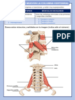 MUSCULOS QUE MUEVEN LA COLUMNA VERTEBRAL Actividad