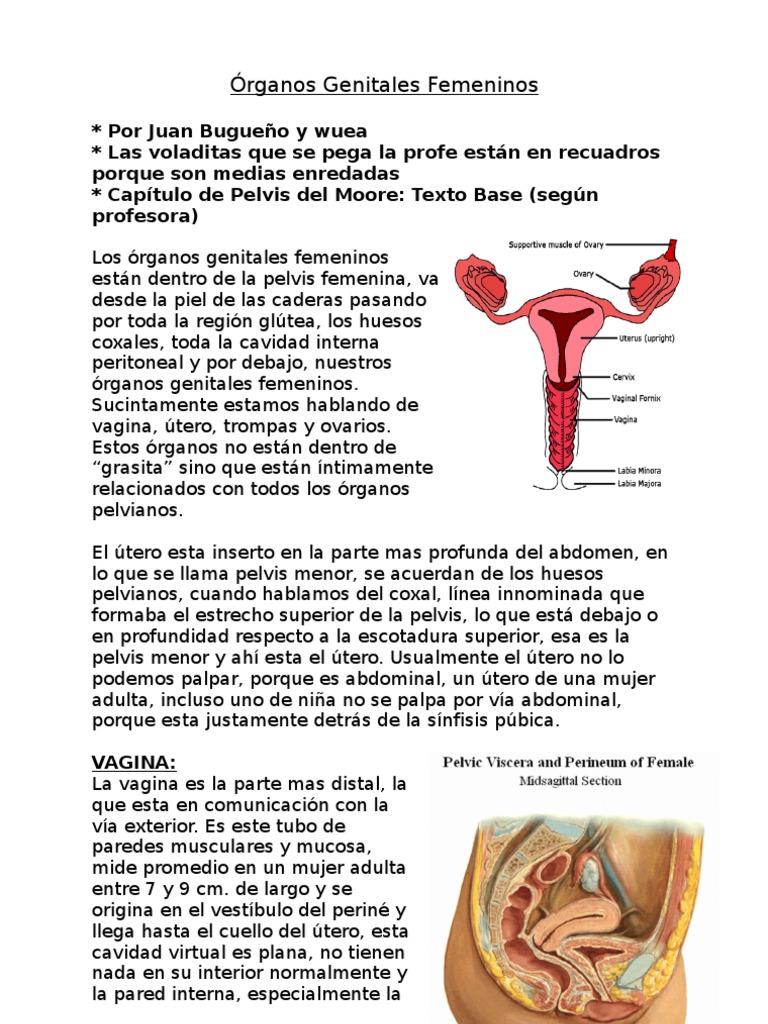 Órganos Genitales Femeninos Útero Vagina