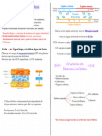 Sistema Linfatico