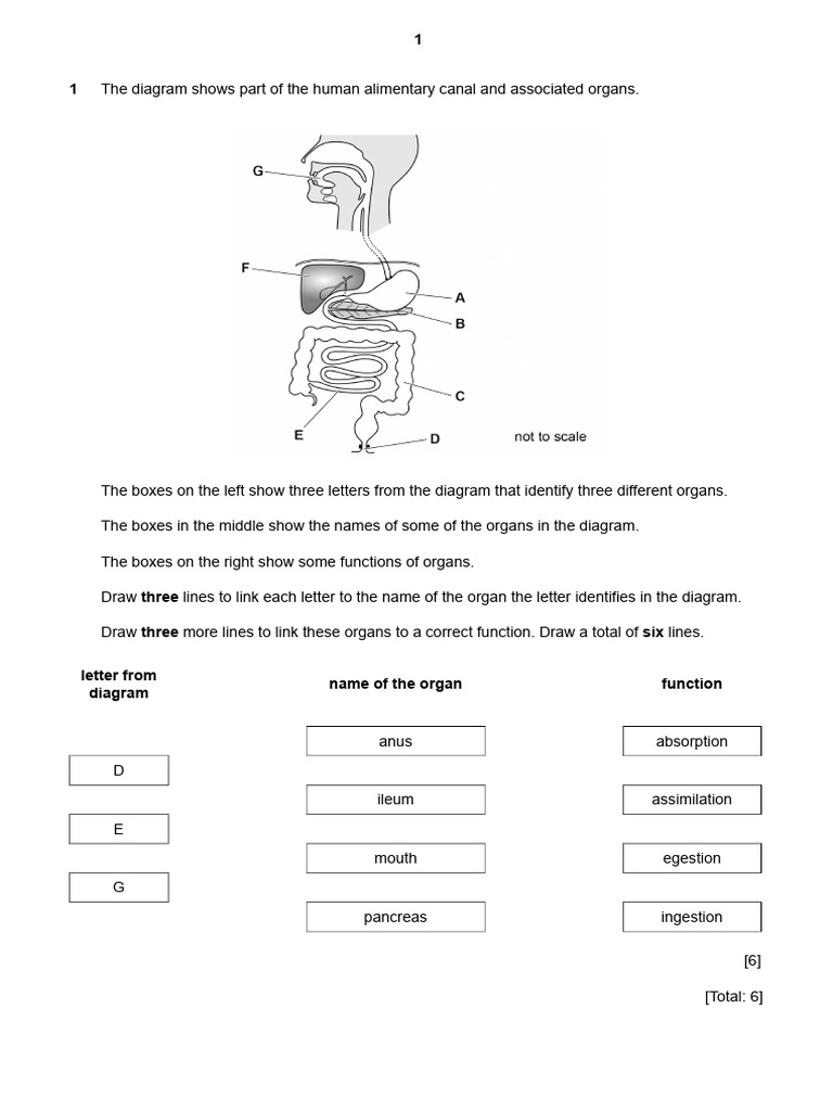 Bio G9 Worksheet 7 Pdf Digestion Stomach