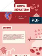 Sistema Circulatorio-Venas