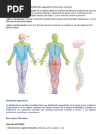 Metámera: Estructura y Funciones Nerviosas | PDF
