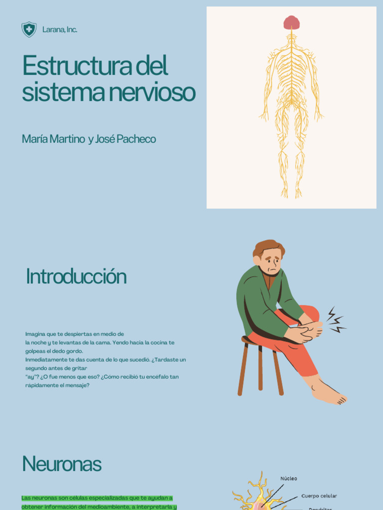 Estructura y Funciones del Sistema Nervioso | PDF | Sistema nervioso ...
