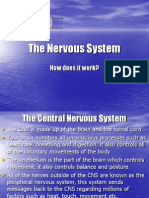 The Nervous System 9.0