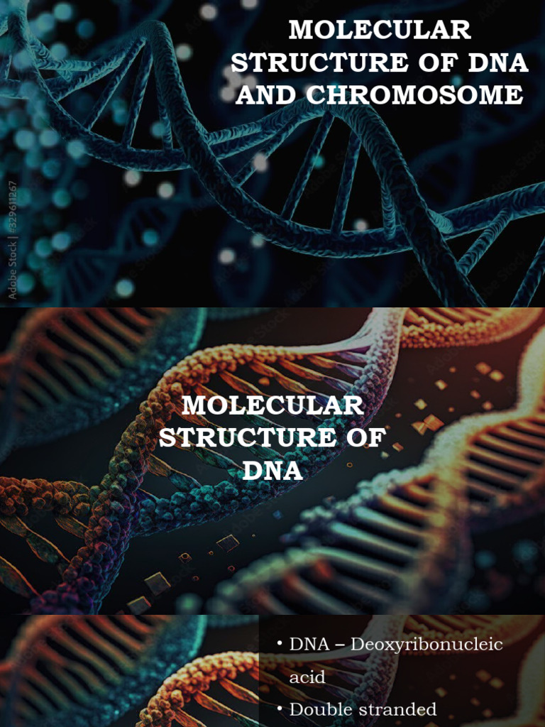 Dna Chromo Structure | PDF | Dna | Chromosome
