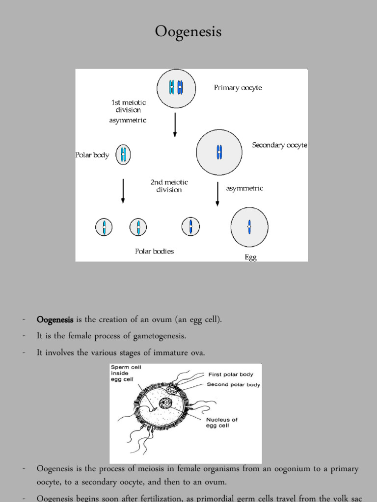 Understanding Human Oogenesis Process | PDF | Meiosis | Animal Female ...