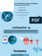 Lactobacillus SP