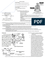 Nervous System