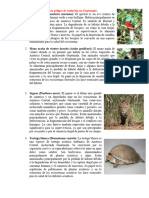 Animales y Plantas en Peligro de Extinción en Guatemal1