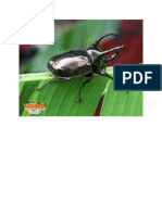 Kumbang Tanduk