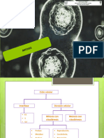 Resumen Mitosis Preuniversitario