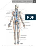 Principales Veines Systémiques Du Système Cardio-Vasculaire