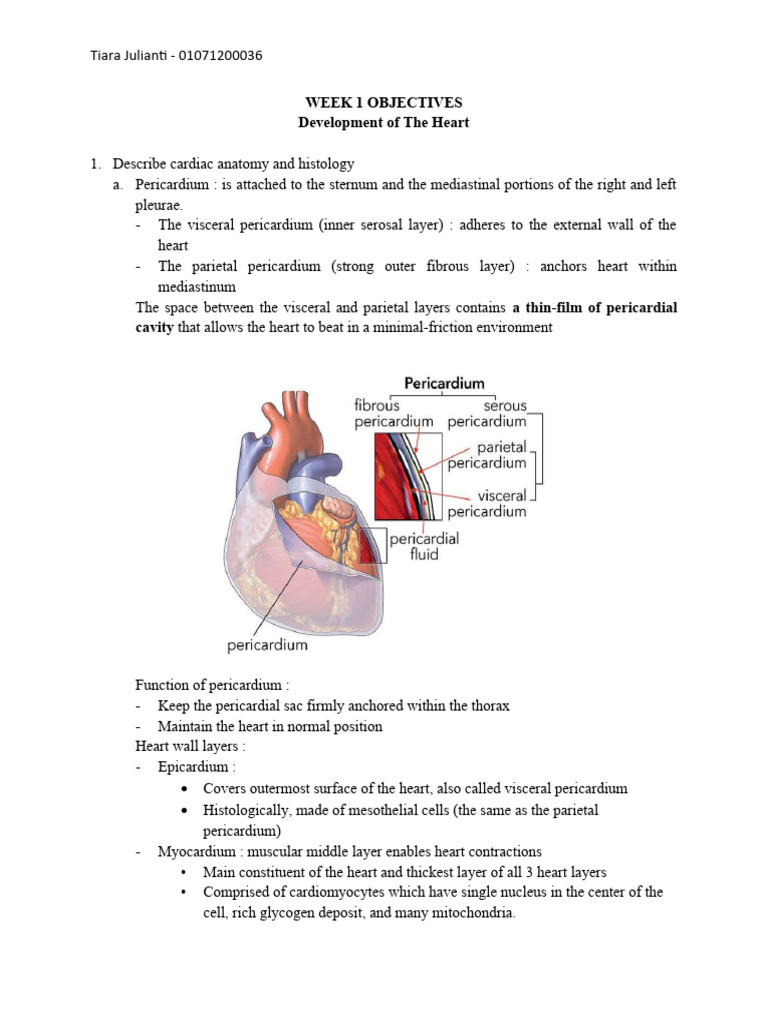 Heart Anatomy and Function Overview | PDF | Heart Valve | Ventricle (Heart)