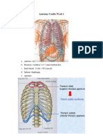 Anatomy Cardio