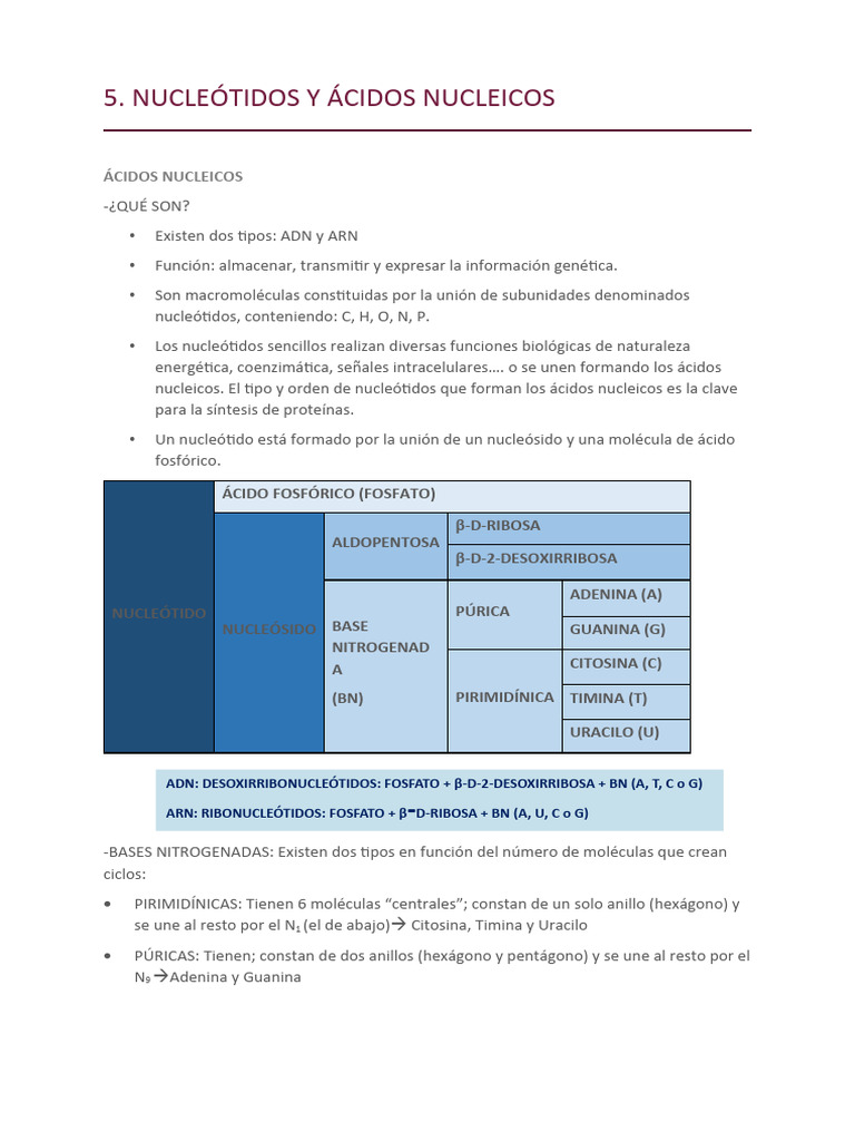 Estructura y Función de Ácidos Nucleicos | PDF | Rna | Adn