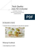 Chick Quality Final