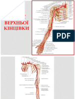 Артерії верхньої кінцівки