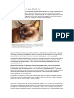 Carninoma colangiocelular em felino (1)