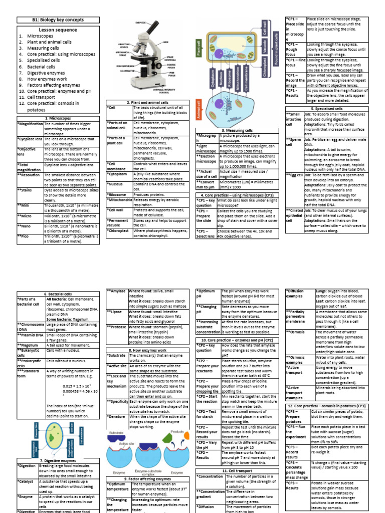 GCSE Biology Unit 1 Overview | PDF | Cell (Biology) | Enzyme