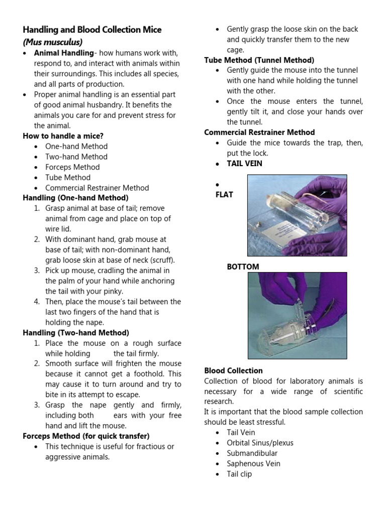 Handling and Blood Collection Mice PDF Rodent Laboratory Rat