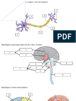 Aula 03 - Anatomia do Sistema Nervoso - Atividade