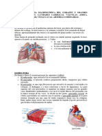 Anatomia Aparato Cardiocirculatorio