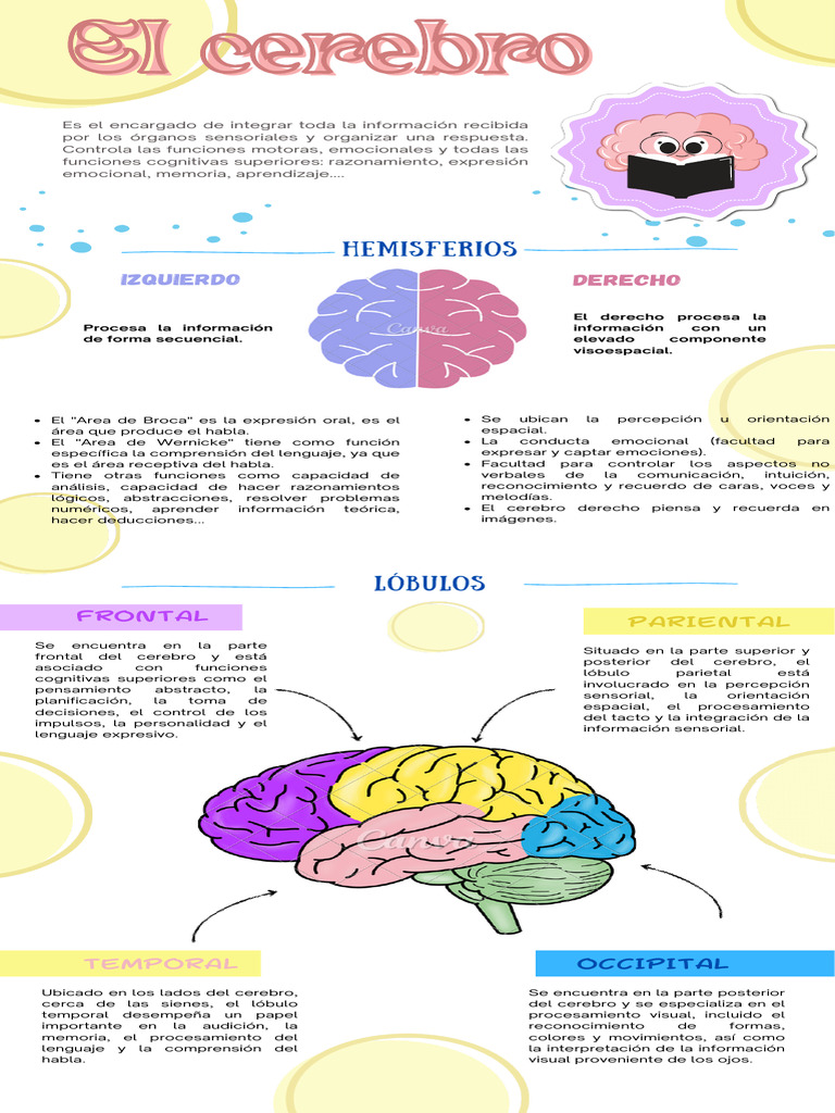 Infografía Cerebro | PDF | Cerebro | Las emociones